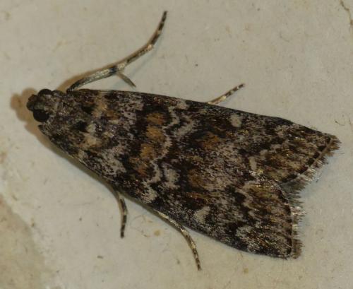 Dioryctria abietella